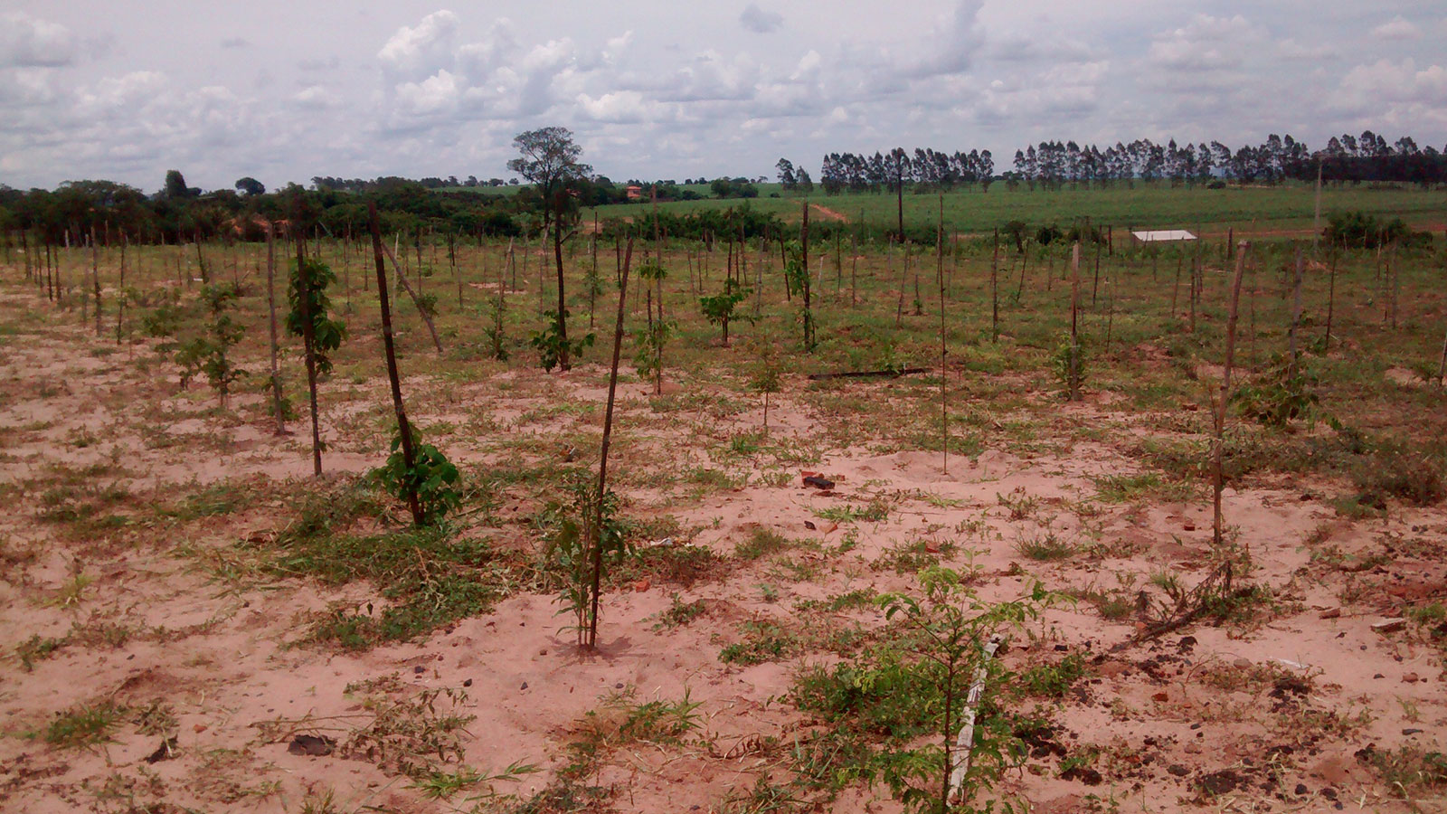 Arborização