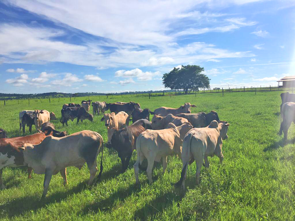 Fazenda São Jorge e Santa Catarina