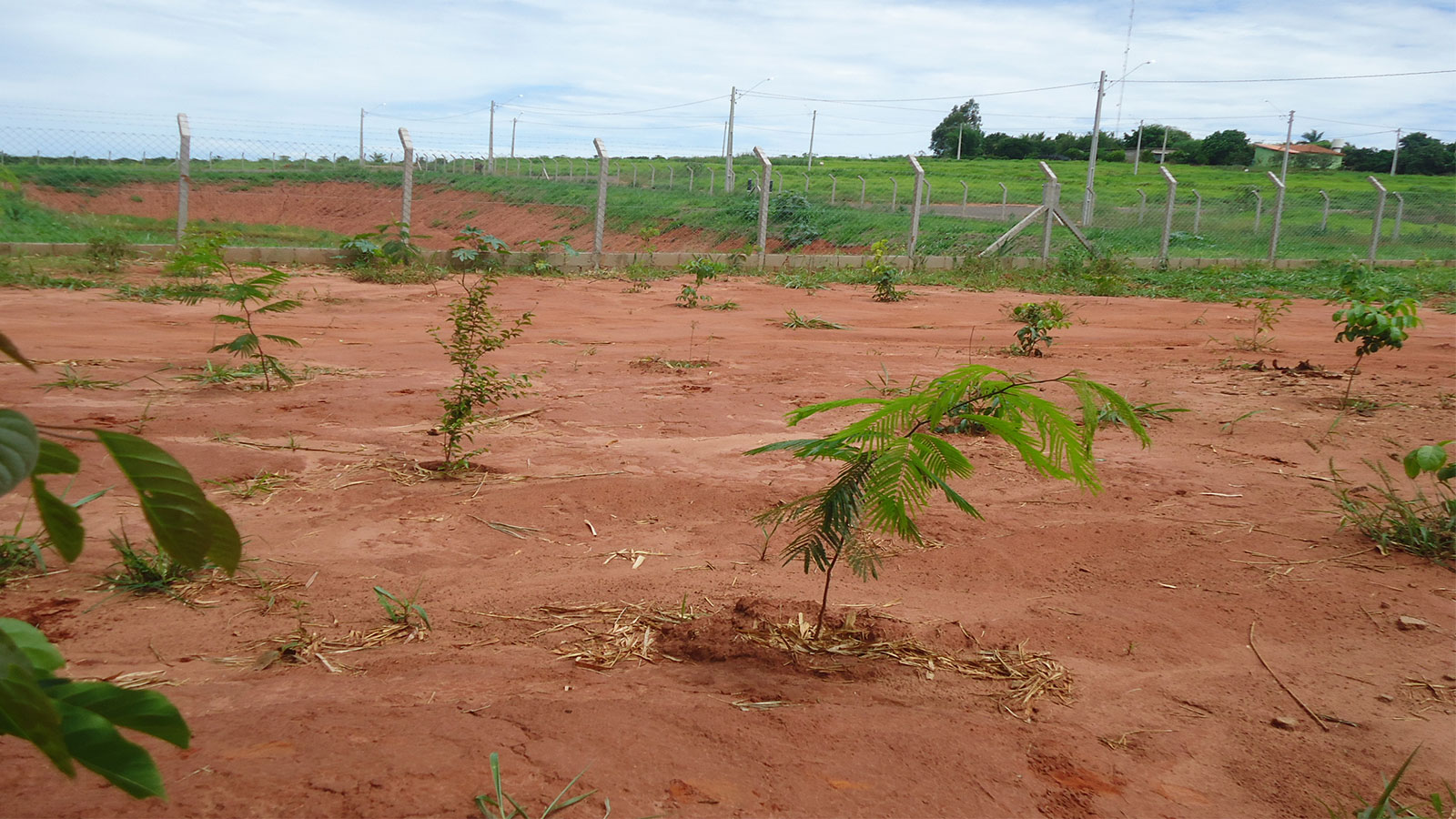 Arborização